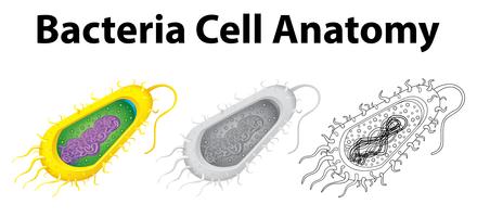 Doodle personaje para anatomia celular de bacterias. vector