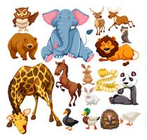 Wild animals on white vector