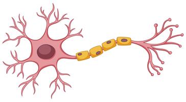 Stem cell diagram on white background vector