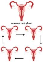 Fases del ciclo menstrual en humanos vector