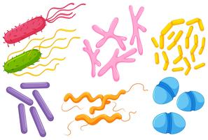 Diferentes tipos de bacterias en los intestinos. vector