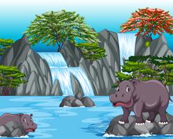 Two hippos at the waterfall scene vector