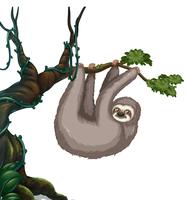 Sloth hanging on the tree vector