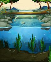 Scene with fish swimming in the river vector