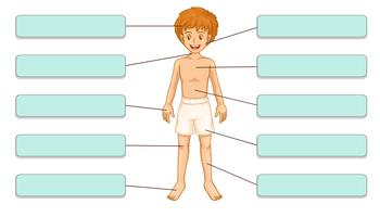 Parts of the body vector