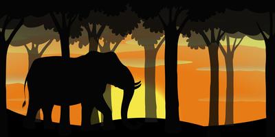 Background scene with silhouette elephant in forest