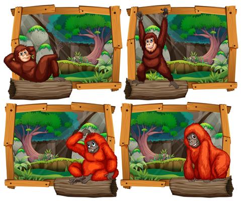 Four scenes of monkey in the jungle