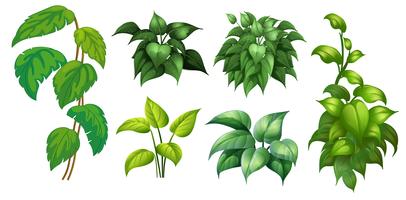 A set of green plant vector