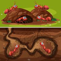 Fire Ants in the Nest