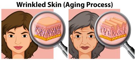 Young and old lady skin vector