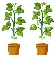 Dos plantas en macetas con frijoles vector