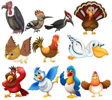 Bird collections vector