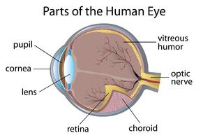 Human eye vector