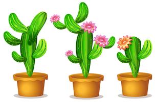 Cactus in the plant pot vector