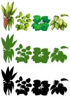 Set of plant for decoration vector