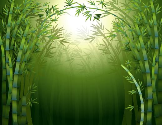 A dark bamboo forest