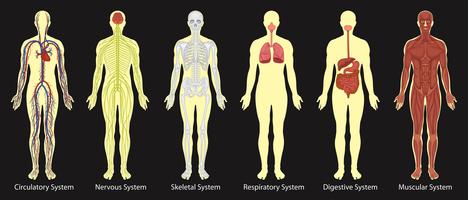 Diagrama de sistemas en el cuerpo humano. vector