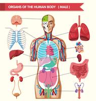 Chart showing organs of human body vector