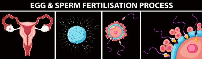 Proceso de fertilización de óvulos y espermatozoides. vector