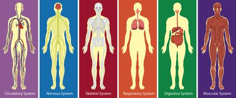 Diagrama de diferentes sistemas del cuerpo humano. vector
