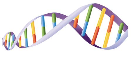 Hélice de ADN vector