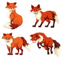 Four foxes with red fur vector