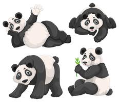 Panda en cuatro poses diferentes vector