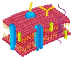 Cell membrane in closer look vector