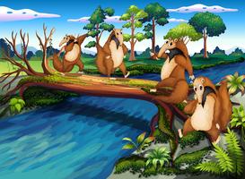 Four playful wild animals crossing the river  vector