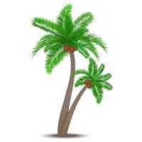 Palmera tropical con cocos. vector