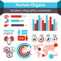 Infografía de órganos humanos vector