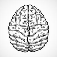 Bosquejo del cerebro humano vector