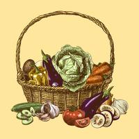 Vegetables sketch color vector