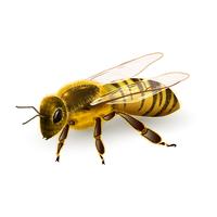 Wasp realistic isolated vector