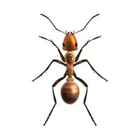 Realistic ant isolated vector