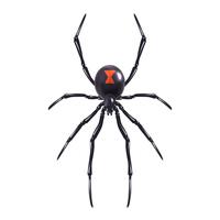 Realistic spider isolated vector