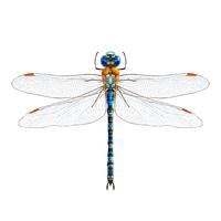 Dragonfly realistic isolated vector