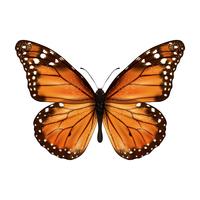 Butterfly realistic isolated vector