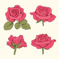 Set collection of red roses with leaves isolated on white background. Vector illustration