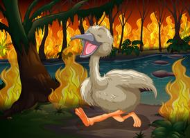 Emu huyendo de un incendio forestal vector