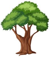 Árbol aislado sobre fondo blanco vector