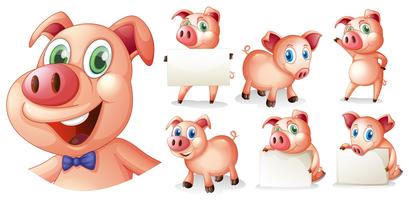 Pigs in different positions vector