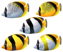 Five colourful fishes vector
