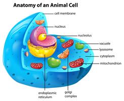 Anatomía de una célula animal. vector