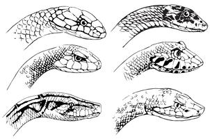 Sketch of snakes