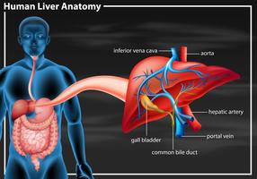 Human liver anatomy diagram vector