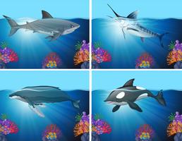 Tiburones y ballenas en el océano vector