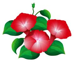 Flor de la gloria de la mañana en color rojo. vector
