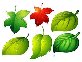 Different types of green leaves vector