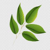 Green leaves on transparent background vector